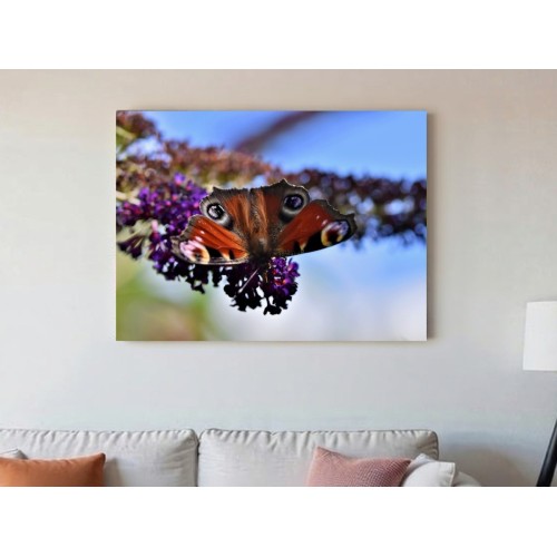 Paveikslas "Drugelis"